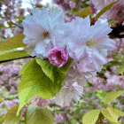 IMG_5163.JPG